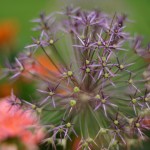 Cliquez sur la vignette pour obtenir l’agrandissement maximal.