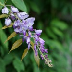 Cliquez sur la vignette pour obtenir l’agrandissement maximal.