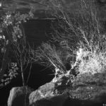 Cliquez sur la vignette pour obtenir l’agrandissement maximal.