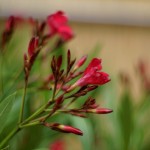 Cliquez sur la vignette pour obtenir l’agrandissement maximal.