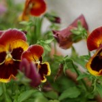 Cliquez sur la vignette pour obtenir l’agrandissement maximal.