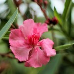 Cliquez sur la vignette pour obtenir l’agrandissement maximal.