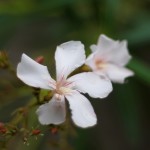 Cliquez sur la vignette pour obtenir l’agrandissement maximal.