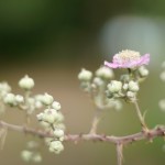 Cliquez sur la vignette pour obtenir l’agrandissement maximal.