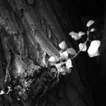 Cliquez sur la vignette pour obtenir l’agrandissement maximal.