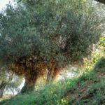 Cliquez sur la vignette pour obtenir l’agrandissement maximal.