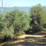 Cliquez sur la vignette pour obtenir l’agrandissement maximal.