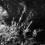 Cliquez sur la vignette pour obtenir l’agrandissement maximal.