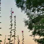 Cliquez sur la vignette pour obtenir l’agrandissement maximal.