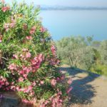 Cliquez sur la vignette pour obtenir l’agrandissement maximal.