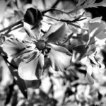 Cliquez sur la vignette pour obtenir l’agrandissement maximal.