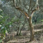 Cliquez sur la vignette pour obtenir l’agrandissement maximal.