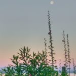 Cliquez sur la vignette pour obtenir l’agrandissement maximal.