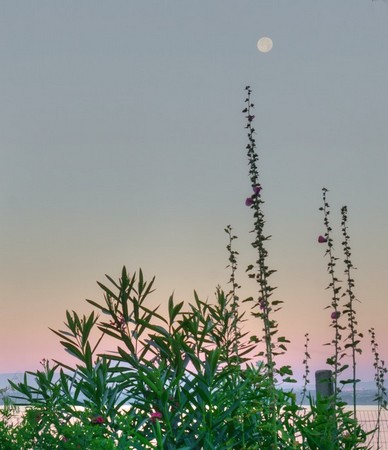 Haie rose trémière et pleine lune.Rendu presque impressionniste.21/07/2016 - 05:52