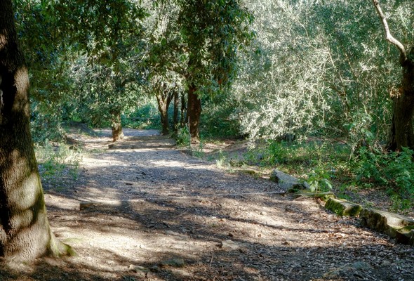 On commence à apercevoir l'extrémité inférieure de cette allée.<br />La barrière tout au fond signe le point de rencontre entra la strada panoramica nord (à gauche) et le sentiero dei lecci (à droite).