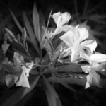 Cliquez sur la vignette pour obtenir l’agrandissement maximal.