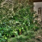 Cliquez sur la vignette pour obtenir l’agrandissement maximal.