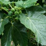 Cliquez sur la vignette pour obtenir l’agrandissement maximal.