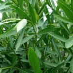 Cliquez sur la vignette pour obtenir l’agrandissement maximal.