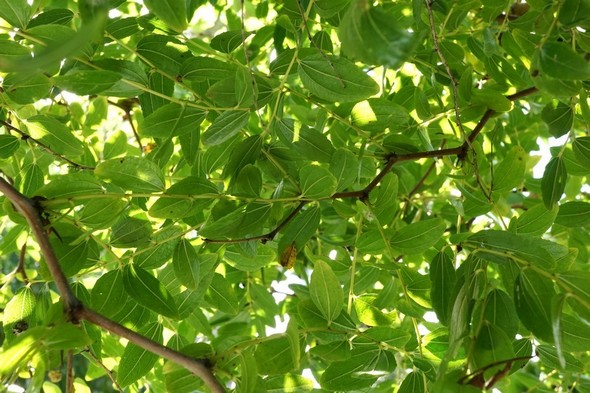 Fabienne et Jean sont passés par là.Il n'y a plus rien à se mettre sous la dent !
