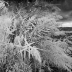 Cliquez sur la vignette pour obtenir l’agrandissement maximal.