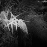 Cliquez sur la vignette pour obtenir l’agrandissement maximal.