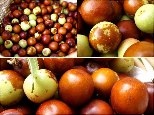 Vivement la récolte de 2017 !!!