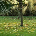 Cliquez sur la vignette pour obtenir l’agrandissement maximal.