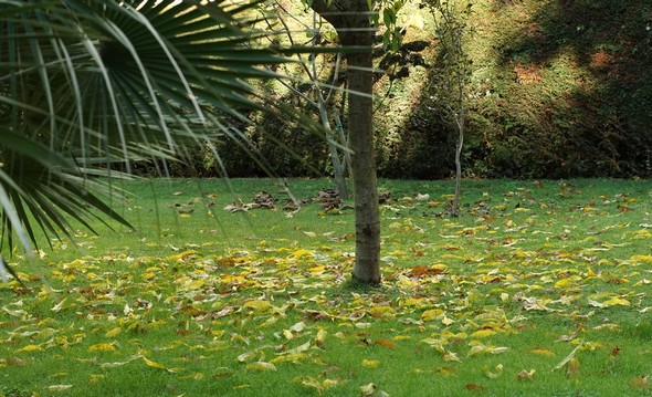 Petite partie de notre verger.