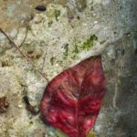 Cliquez sur la vignette pour obtenir l’agrandissement maximal.