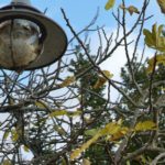 Cliquez sur la vignette pour obtenir l’agrandissement maximal.