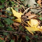 Cliquez sur la vignette pour obtenir l’agrandissement maximal.