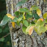 Cliquez sur la vignette pour obtenir l’agrandissement maximal.