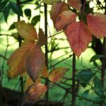 Cliquez sur la vignette pour obtenir l’agrandissement maximal.