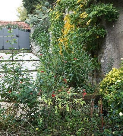 Végétation du haut mur qui borde la rampe d'accès.
