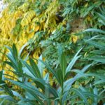 Cliquez sur la vignette pour obtenir l’agrandissement maximal.