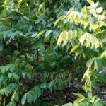 Cliquez sur la vignette pour obtenir l’agrandissement maximal.