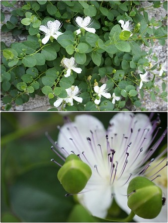 Fleurs et boutons de câprier sur le mur de notre entrée.21 juin 201205:48
