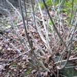 Cliquez sur la vignette pour obtenir l’agrandissement maximal.