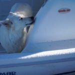 Cliquez sur la vignette pour obtenir l’agrandissement maximal.