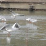 Cliquez sur la vignette pour obtenir l’agrandissement maximal.