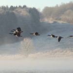 Cliquez sur la vignette pour obtenir l’agrandissement maximal.