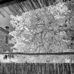 Cliquez sur la vignette pour obtenir l’agrandissement maximal.