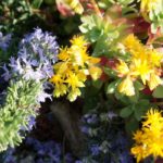 Cliquez sur la vignette pour obtenir l’agrandissement maximal.