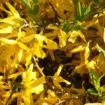 Cliquez sur la vignette pour obtenir l’agrandissement maximal.