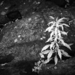 Cliquez sur la vignette pour obtenir l’agrandissement maximal.