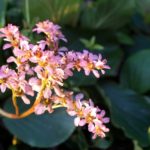 Cliquez sur la vignette pour obtenir l’agrandissement maximal.