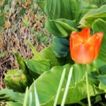 Cliquez sur la vignette pour obtenir l’agrandissement maximal.