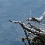 Cliquez sur la vignette pour obtenir l’agrandissement maximal.