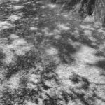 Cliquez sur la vignette pour obtenir l’agrandissement maximal.